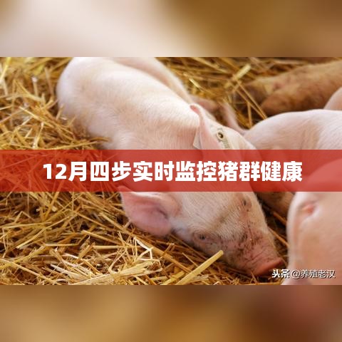 猪群健康实时监控四步法(冬季版)