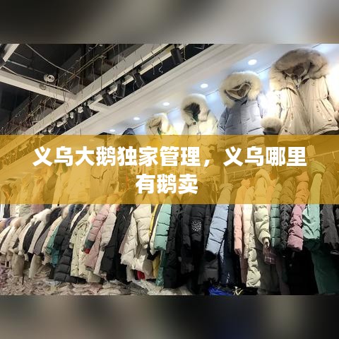 义乌大鹅独家管理,义乌哪里有鹅卖