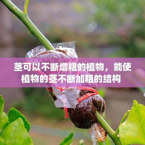 茎可以不断增粗的植物,能使植物的茎不断加粗的结构