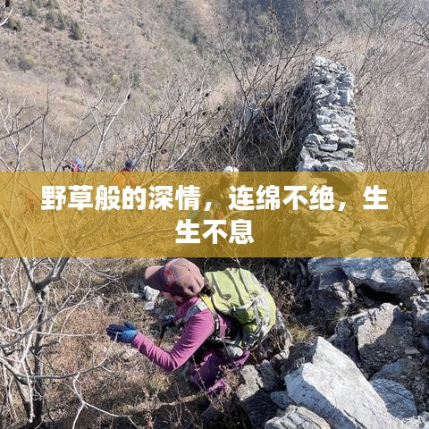 野草般的深情，连绵不绝，生生不息