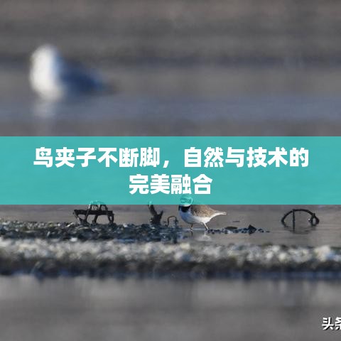 鸟夹子不断脚，自然与技术的完美融合