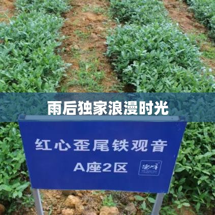 雨后独家浪漫时光