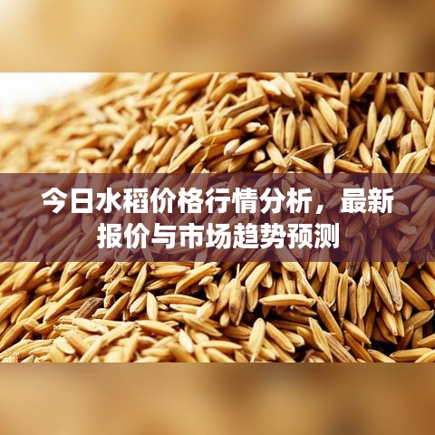 今日水稻价格行情分析，最新报价与市场趋势预测