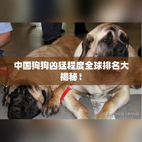 中国狗狗凶猛程度全球排名大揭秘！