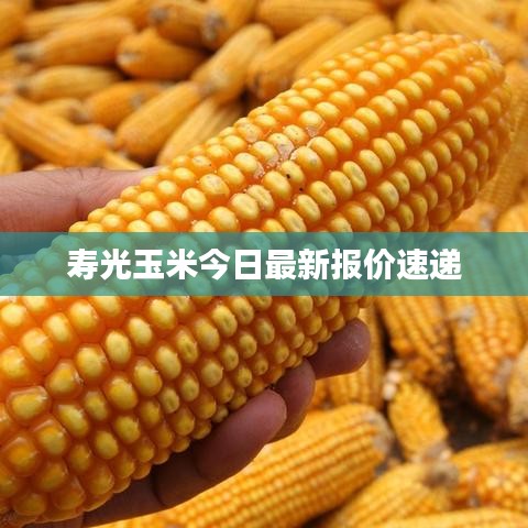 寿光玉米今日最新报价速递