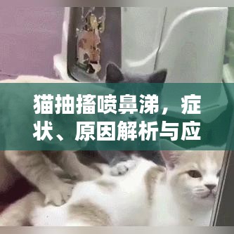 猫抽搐喷鼻涕,症状、原因解析与应对之策