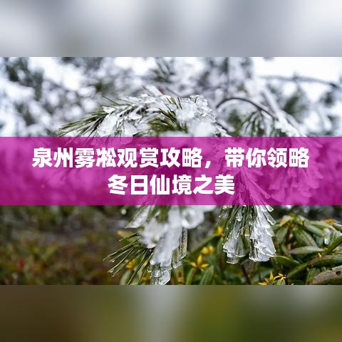 泉州雾凇观赏攻略,带你领略冬日仙境之美