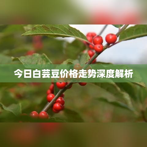 今日白芸豆价格走势深度解析