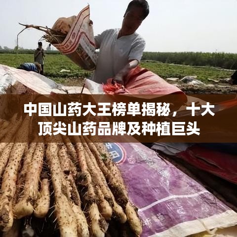 中国山药大王榜单揭秘,十大顶尖山药品牌及种植巨头