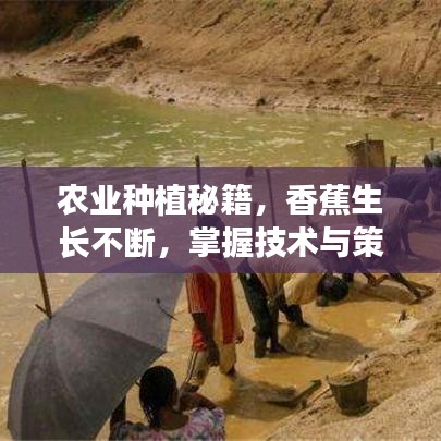 农业种植秘籍,香蕉生长不断,掌握技术与策略是关键!