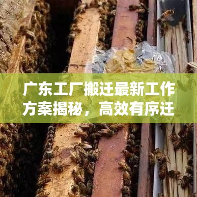 广东工厂搬迁最新工作方案揭秘，高效有序迁移策略