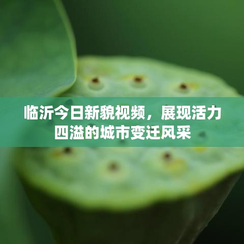 临沂今日新貌视频,展现活力四溢的城市变迁风采