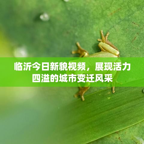 临沂今日新貌视频,展现活力四溢的城市变迁风采