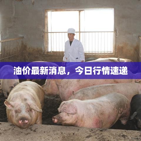 油价最新消息，今日行情速递