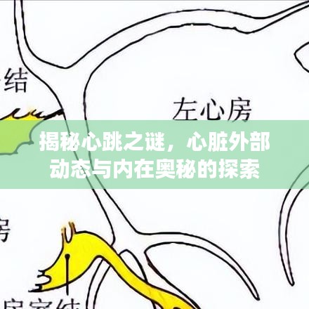 揭秘心跳之谜,心脏外部动态与内在奥秘的探索