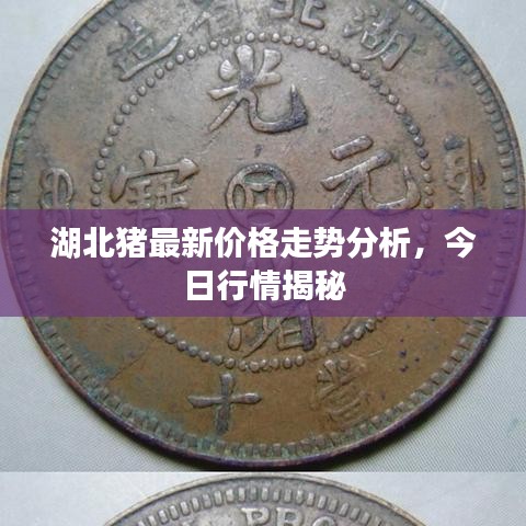 湖北猪最新价格走势分析,今日行情揭秘