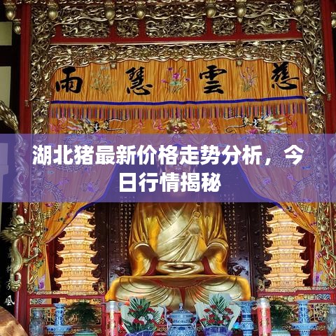 湖北猪最新价格走势分析,今日行情揭秘