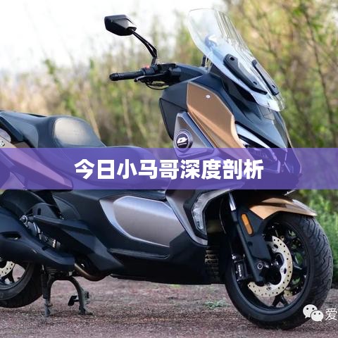 今日小马哥深度剖析