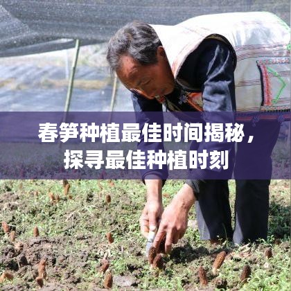 春笋种植最佳时间揭秘，探寻最佳种植时刻