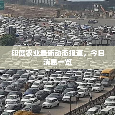 印度农业最新动态报道,今日消息一览