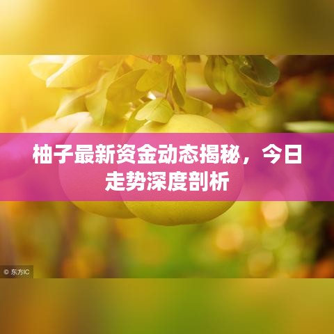 柚子最新资金动态揭秘,今日走势深度剖析