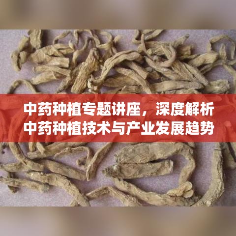 中药种植专题讲座，深度解析中药种植技术与产业发展趋势