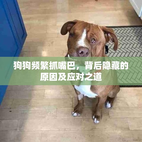 狗狗频繁抓嘴巴，背后隐藏的原因及应对之道