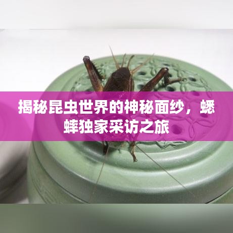 揭秘昆虫世界的神秘面纱，蟋蟀独家采访之旅