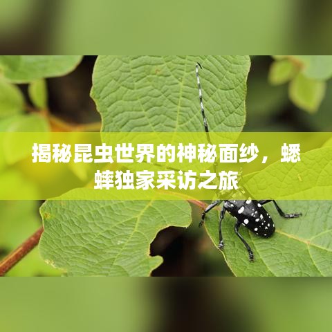 揭秘昆虫世界的神秘面纱,蟋蟀独家采访之旅