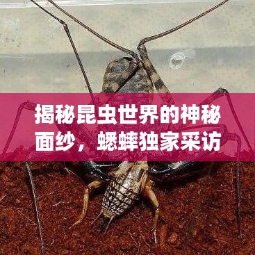 揭秘昆虫世界的神秘面纱,蟋蟀独家采访之旅