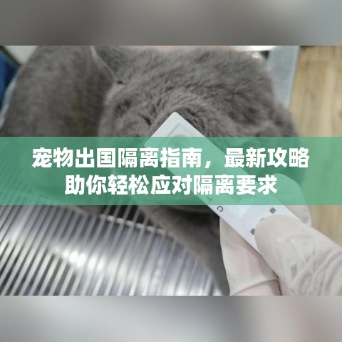 宠物出国隔离指南，最新攻略助你轻松应对隔离要求