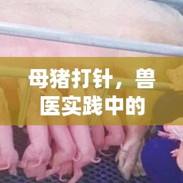 母猪打针，兽医实践中的关键操作详解