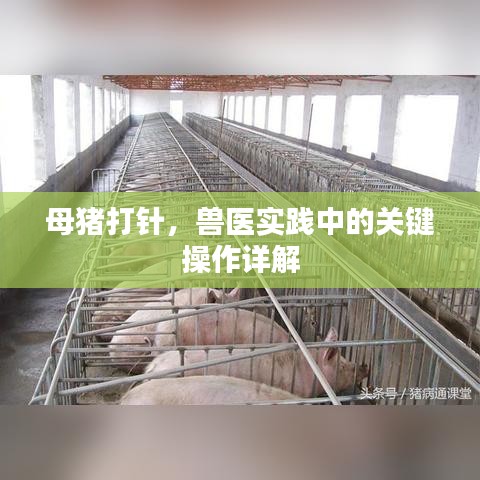 母猪打针,兽医实践中的关键操作详解