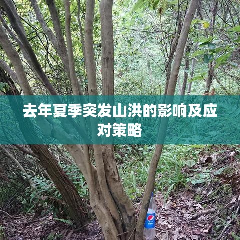 去年夏季突发山洪的影响及应对策略