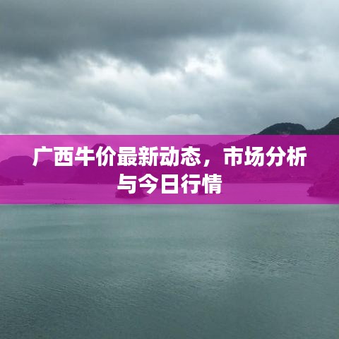 广西牛价最新动态,市场分析与今日行情