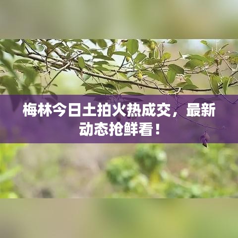 梅林今日土拍火热成交,最新动态抢鲜看!