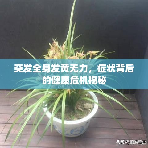 突发全身发黄无力,症状背后的健康危机揭秘
