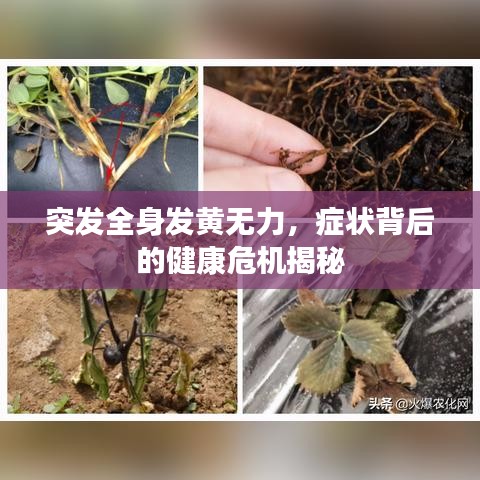 突发全身发黄无力,症状背后的健康危机揭秘