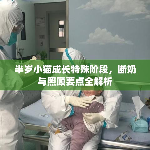 半岁小猫成长特殊阶段,断奶与照顾要点全解析