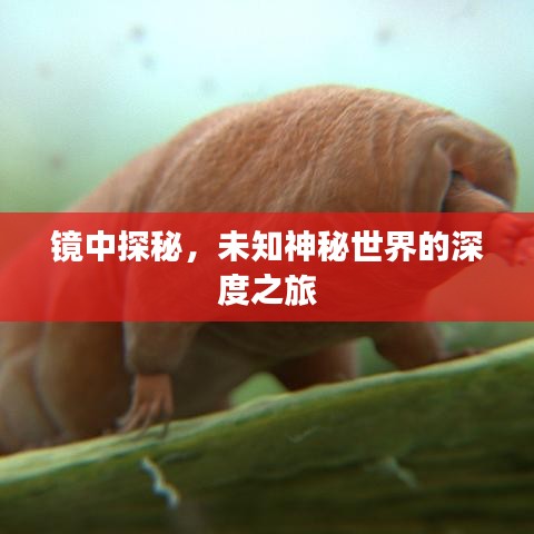 镜中探秘,未知神秘世界的深度之旅
