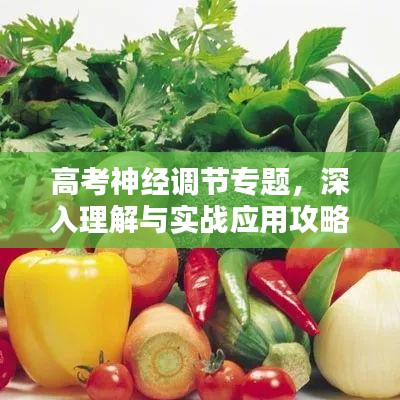 高考神经调节专题，深入理解与实战应用攻略