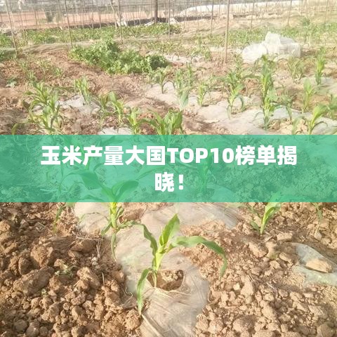 玉米产量大国TOP10榜单揭晓！