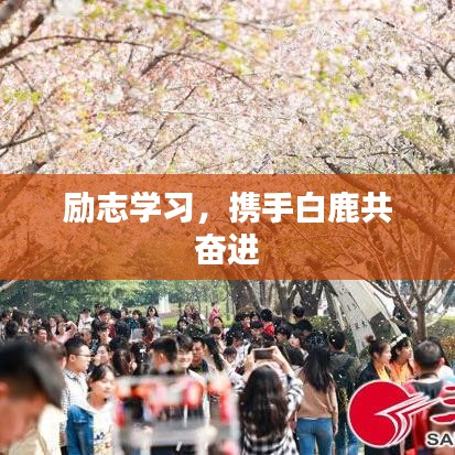 励志学习,携手白鹿共奋进