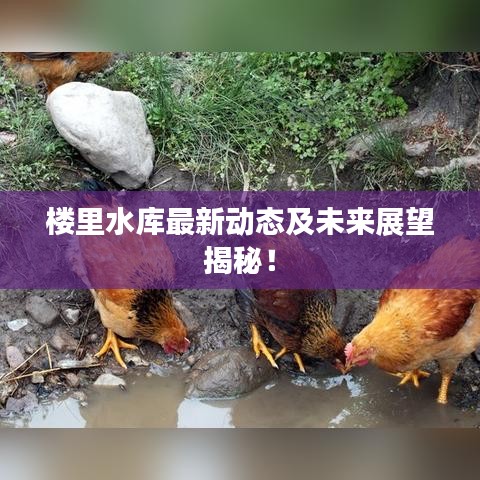 楼里水库最新动态及未来展望揭秘!