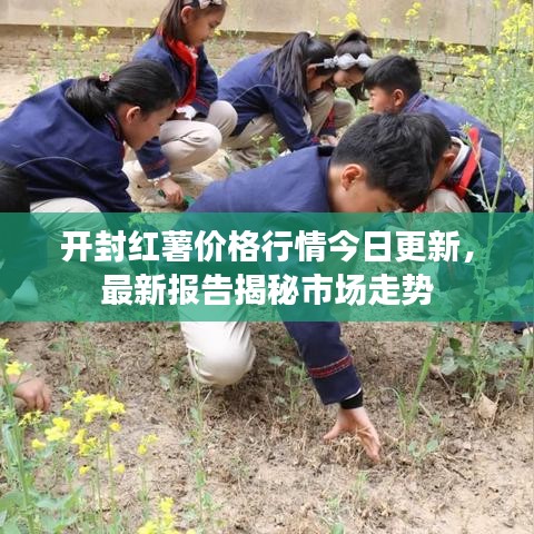 开封红薯价格行情今日更新，最新报告揭秘市场走势