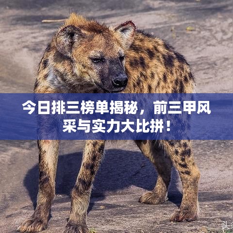 今日排三榜单揭秘,前三甲风采与实力大比拼!