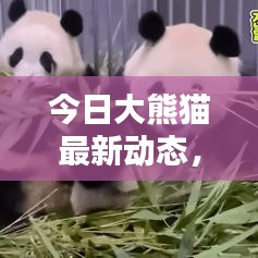 今日大熊猫最新动态,新闻速递