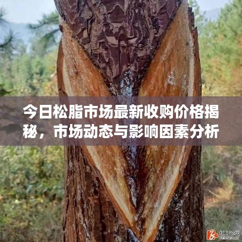 今日松脂市场最新收购价格揭秘,市场动态与影响因素分析