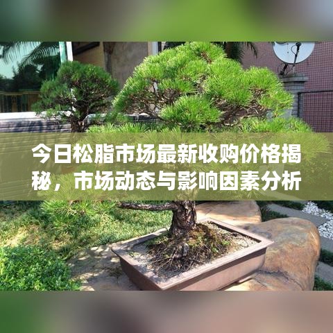 今日松脂市场最新收购价格揭秘,市场动态与影响因素分析