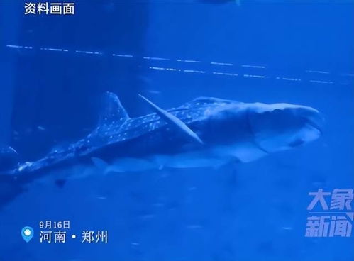 饥饿鲨最新版本是多少,精准解答解释定义_复古版_v2.703